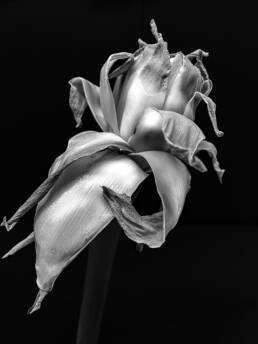 Obra de arte de Conrado Krainer - Beladona Lily, 2024 - Fotografia, Digital